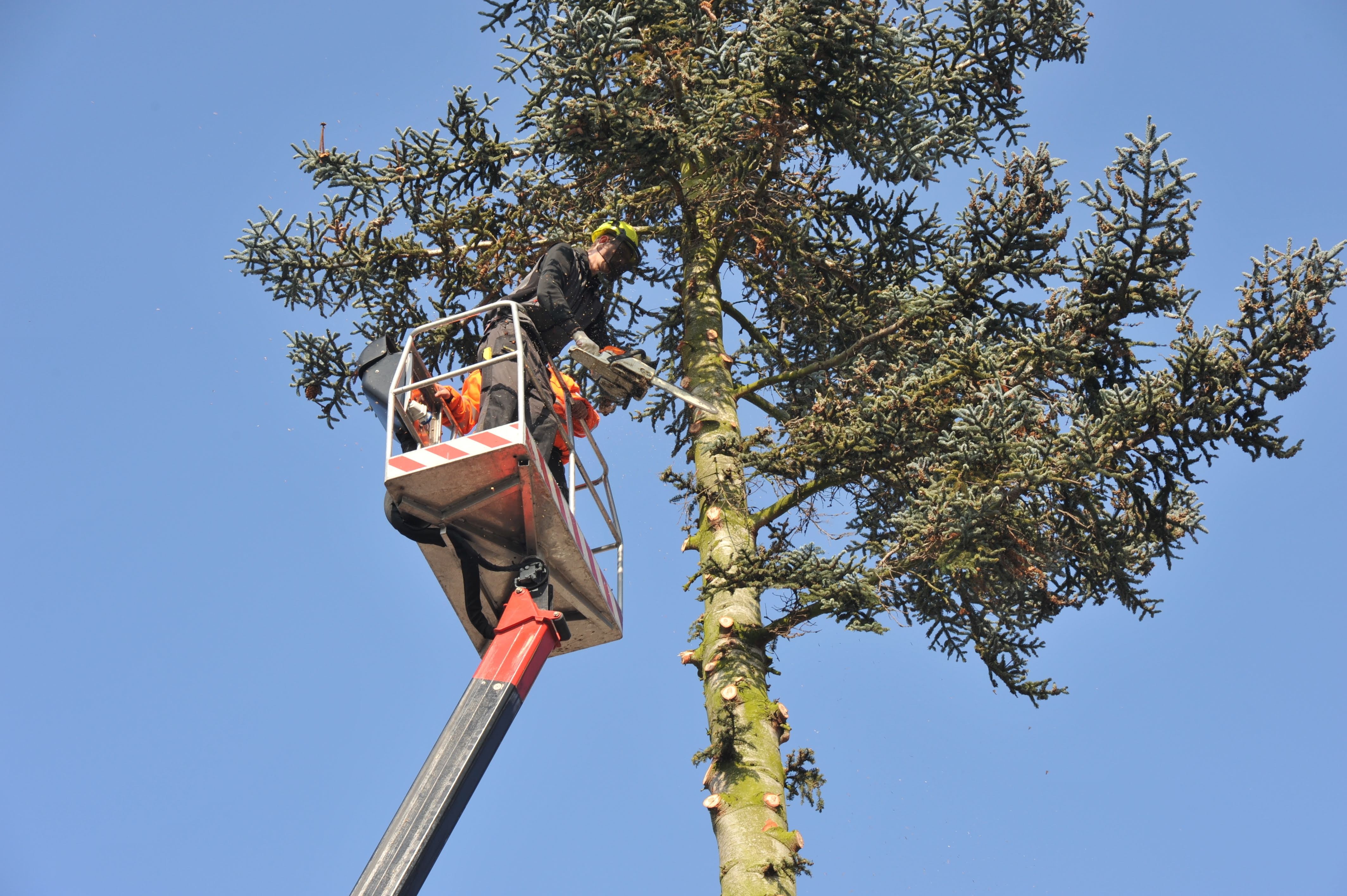 Patriot Tree Service LLC: Service Image-2 Patriot Tree Service LLC: Service Image-2