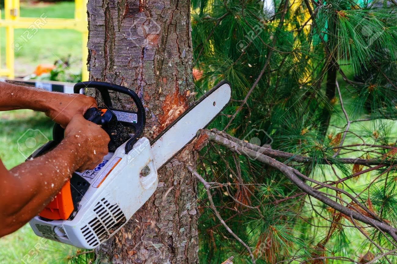 Patriot Tree Service LLC: Service Image-5 Patriot Tree Service LLC: Service Image-5