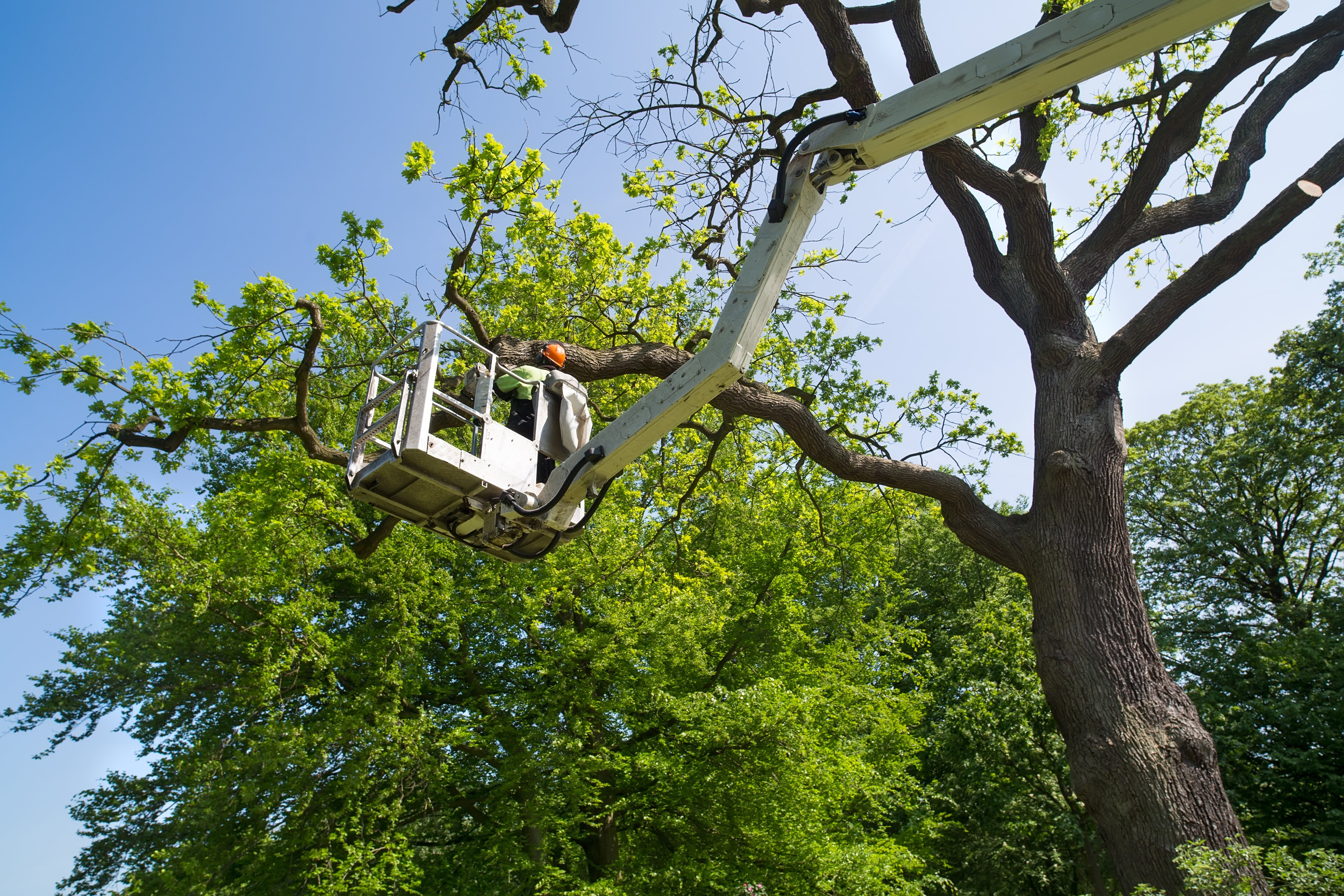 Patriot Tree Service LLC: Service Image-0 Patriot Tree Service LLC: Service Image-0